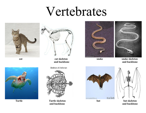 snake vertebrate or invertebrate