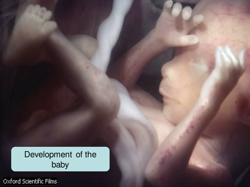 Fetal development