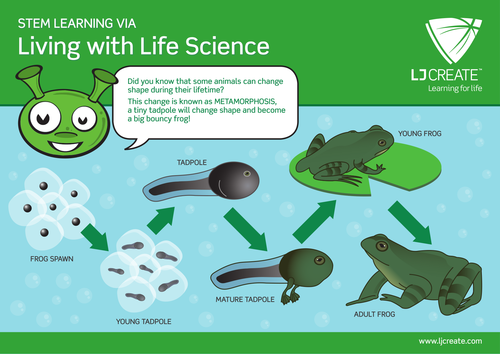 Frog and Tadpole Metamorphosis