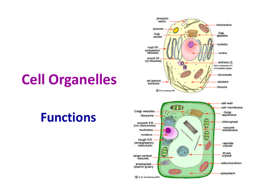 Cells and their Organelles by - UK Teaching Resources - TES