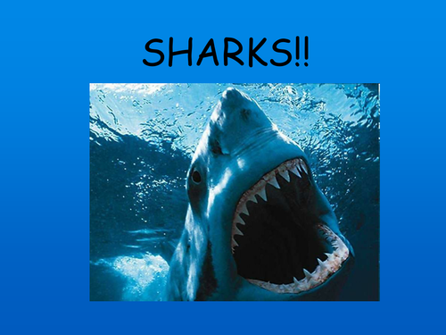 Sharks Information
