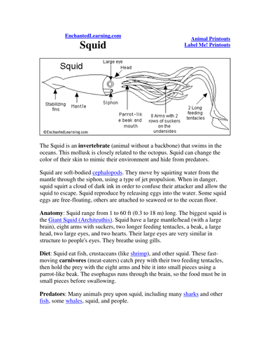 Squid Mollusk Worksheet Teaching Resources