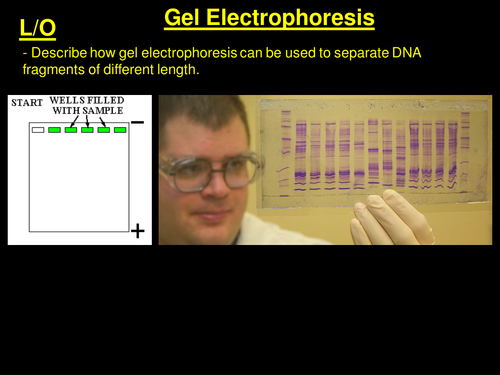 Gel Electrophoresis