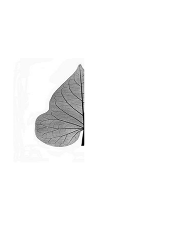 Symmetry Drawing: Complete the Picture