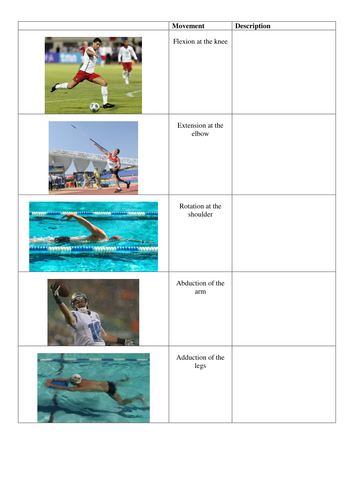 Muscle action worksheet (differentiated)