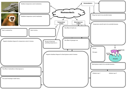 Printables Homeostasis Worksheet a2 biology unit 5 aqa revision mind map on homeostasis by ruthgillott teaching resources tes