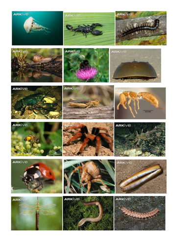 Invertebrate pictures