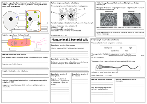 edexcel gcse biology b2 revision sheets by alphagekko teaching