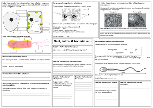 edexcel GCSE biology B2 revision sheets