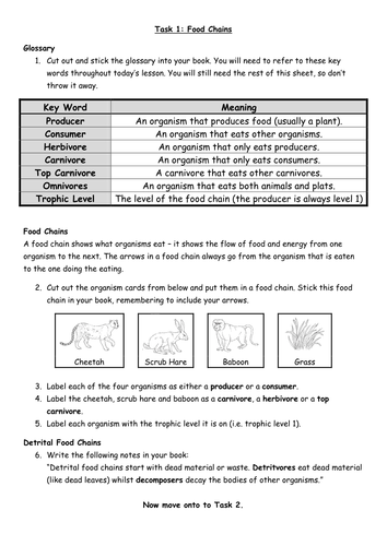 Food Chains And Relationships - vrogue.co