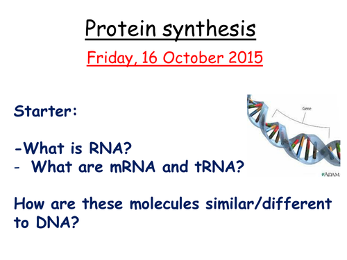 Revision lesson on protein synthesis