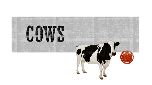 Cows: cuts of meat, bi-products