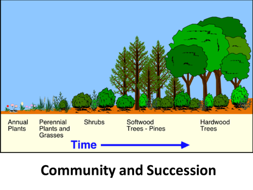 WJEC BY5 resources - 5.7 Energy and ecosystems