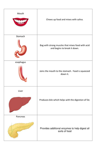 Digestive system matching | Teaching Resources