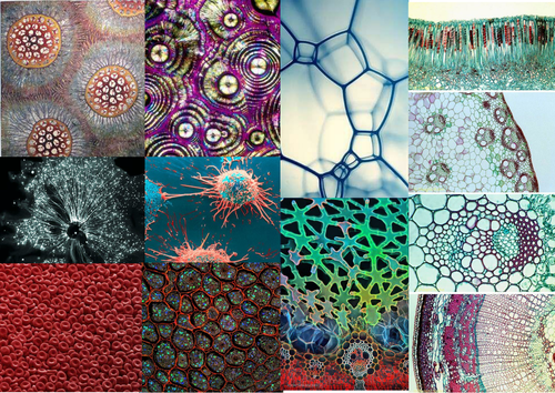 AQA textiles exam 2015 Science and Technology inspiration
