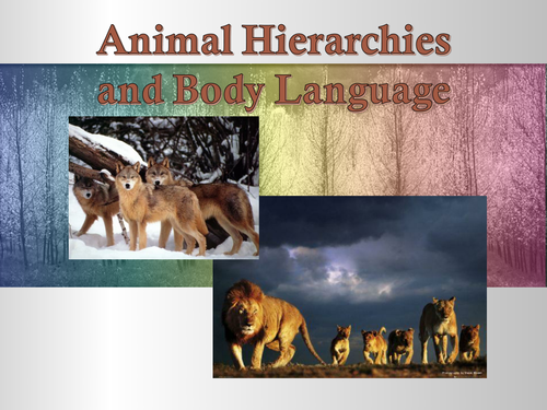 Hierarchies among wolves and primates