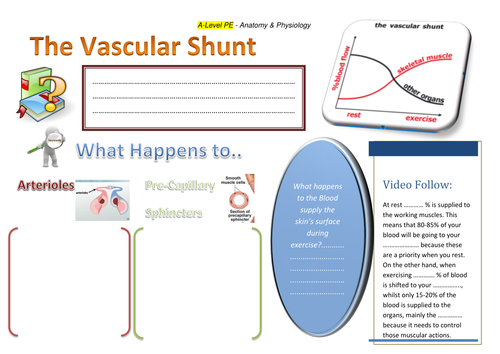 The Vascular Shunt and the Vasomotor Control Center - Learning Mat
