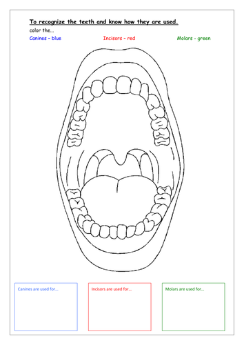 Label Tooth Diagram Wiring Diagrams All