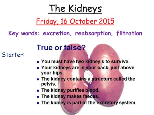 Kidneys