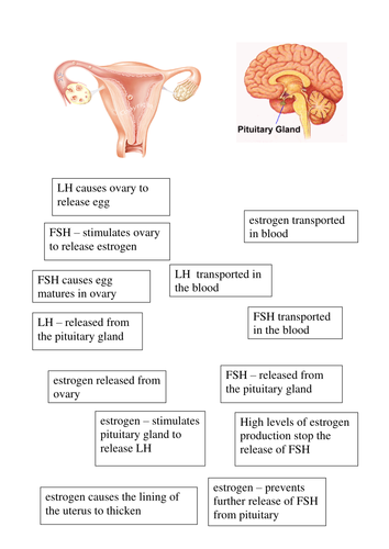 Hormones in Menstrual Cycle