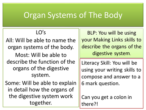Organs of the Digestive System