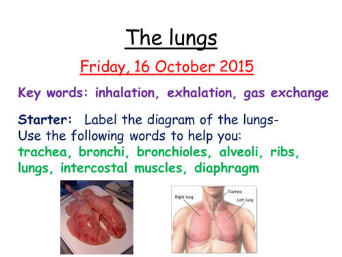 AQA B3 Lungs and breathing