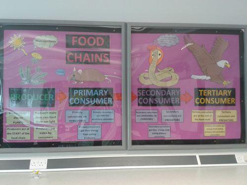 Wow Board Food Chain Display