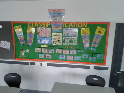 Wow Board Classification Display