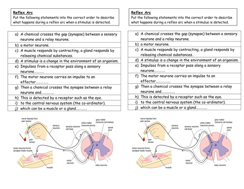 What is a reflex arc?