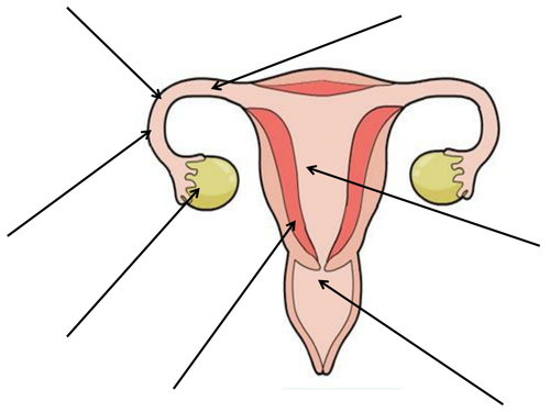 Fertilization in Humans