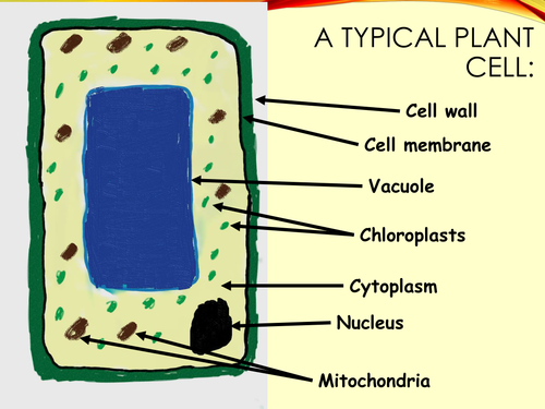 Plant cell diagram for new KS3 curriculum | Teaching Resources