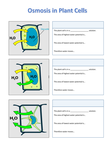 Osmosis In Cells Turgid Flaccid And Plasmolysed Teaching Resources