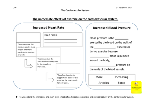 The cardiovascular system during exercise | Teaching Resources
