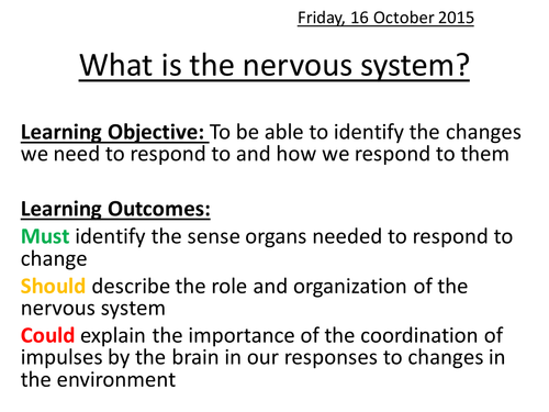 What is the nervous system?