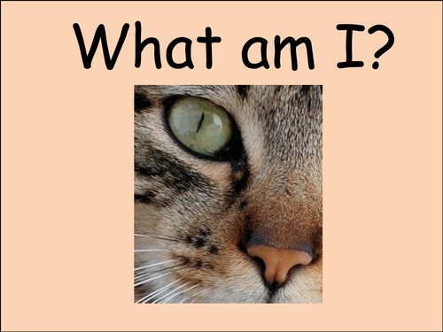 Who am I? - animal guessing game | Teaching Resources