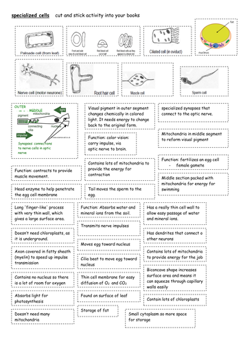 specialized cells cut and stick