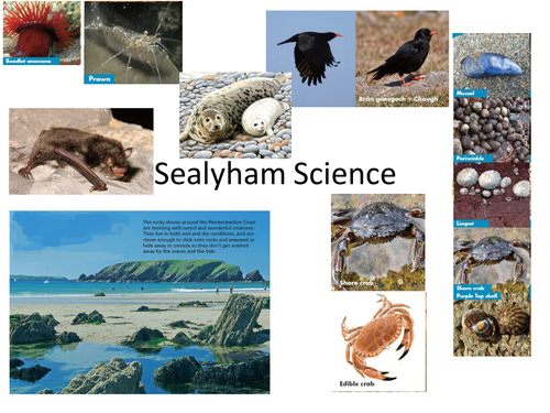 Classification of animals and Rock pool habitats | Teaching Resources