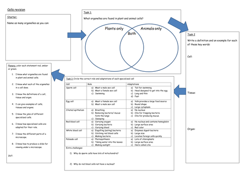Cells revision