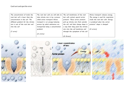 Active Transport Activity