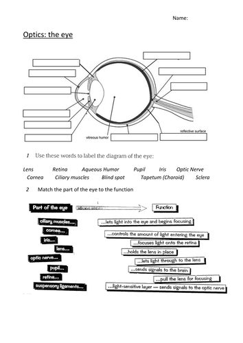 The Structure of the Eye and Eye Defects