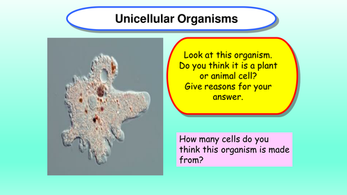 Unicellular organisms: amoeba and euglena fact find by - UK Teaching