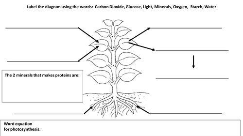 Photosynthesis, respiration and circulatory system