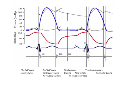 Label Cardiac Cycle graph | Teaching Resources