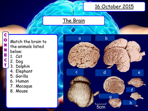 Brain Dissection Lesson