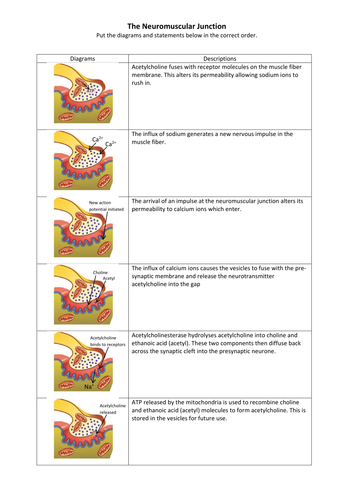 Neuromuscular Junction | Teaching Resources