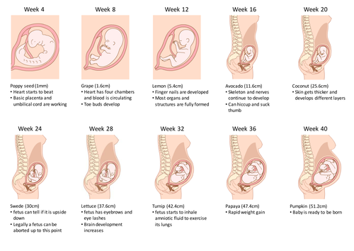Fetal development - worksheet
