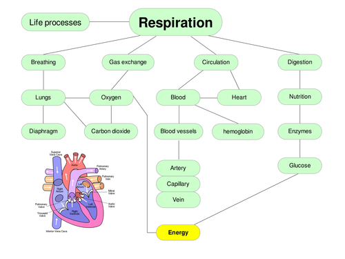 Respiration Mindmap and Dictionary