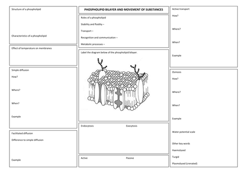 Phospholipid bilayer and movement of substances