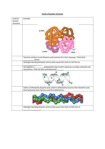 Levels of protein structure