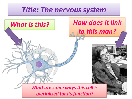Nervous System Lesson with resources